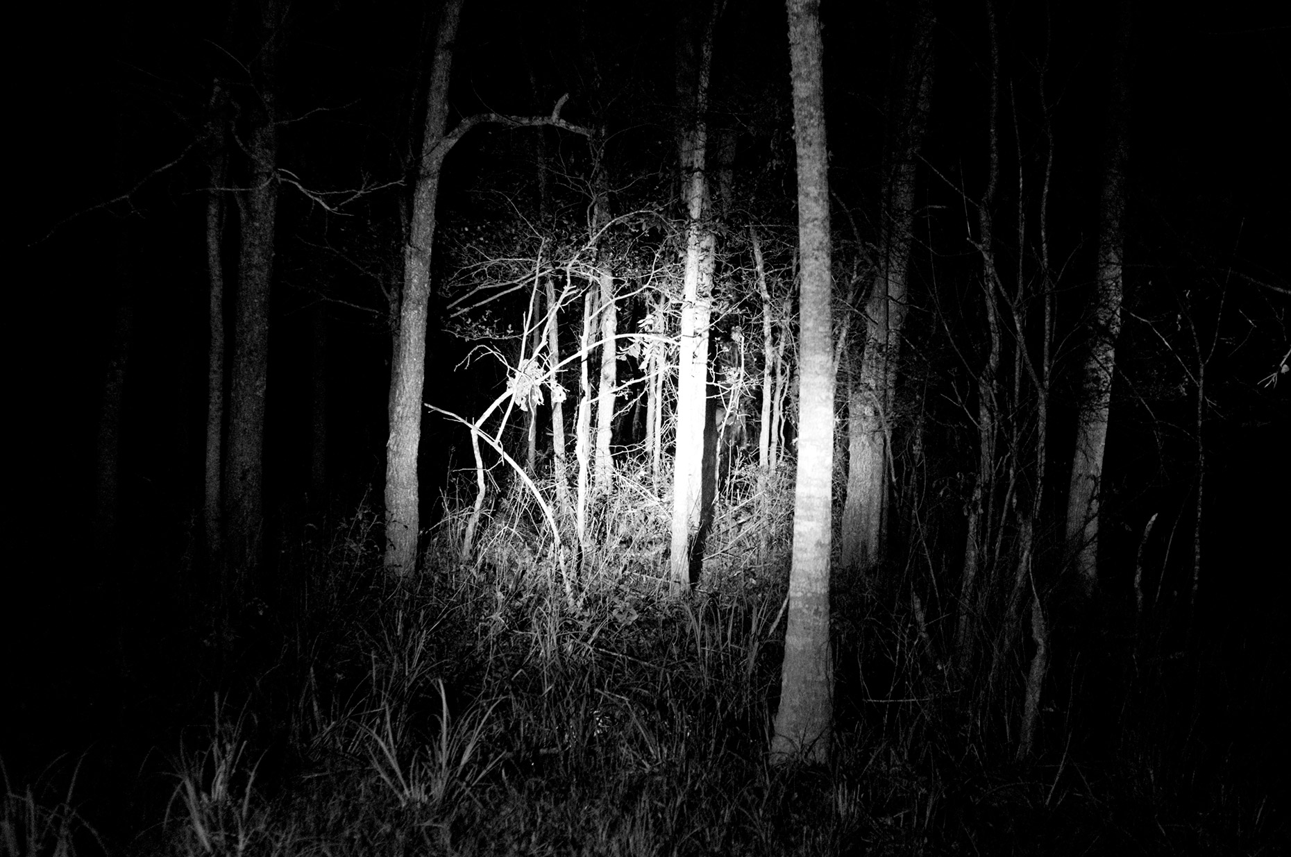 Scary last. Темный лес Геншин. Страшный лес. Страшный лес ночью. Мрачный лес.