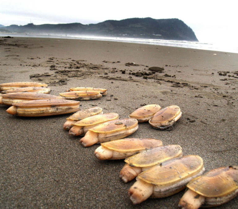 Amit látsz, az a vacsorád, egyenesen az oregoni strandról Az online