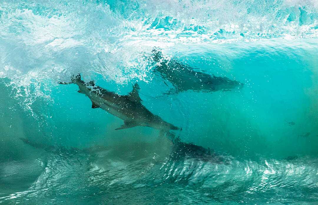 Hihetetlen képek készültek hullámokban táncoló cápákról egy ausztrál ...