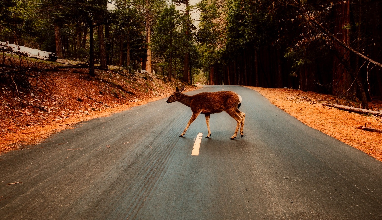 What to do if you hit a deer progressive