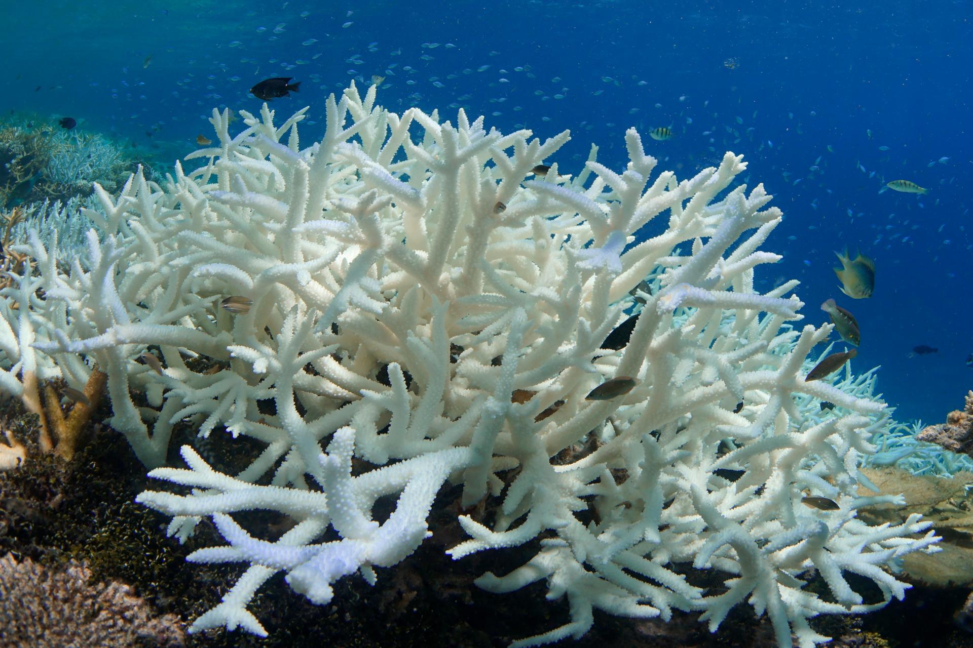 El coral. Большой Барьерный риф коралловые полипы. Коралл Санго. Белый коралл Бьянко. Кустистый коралл.