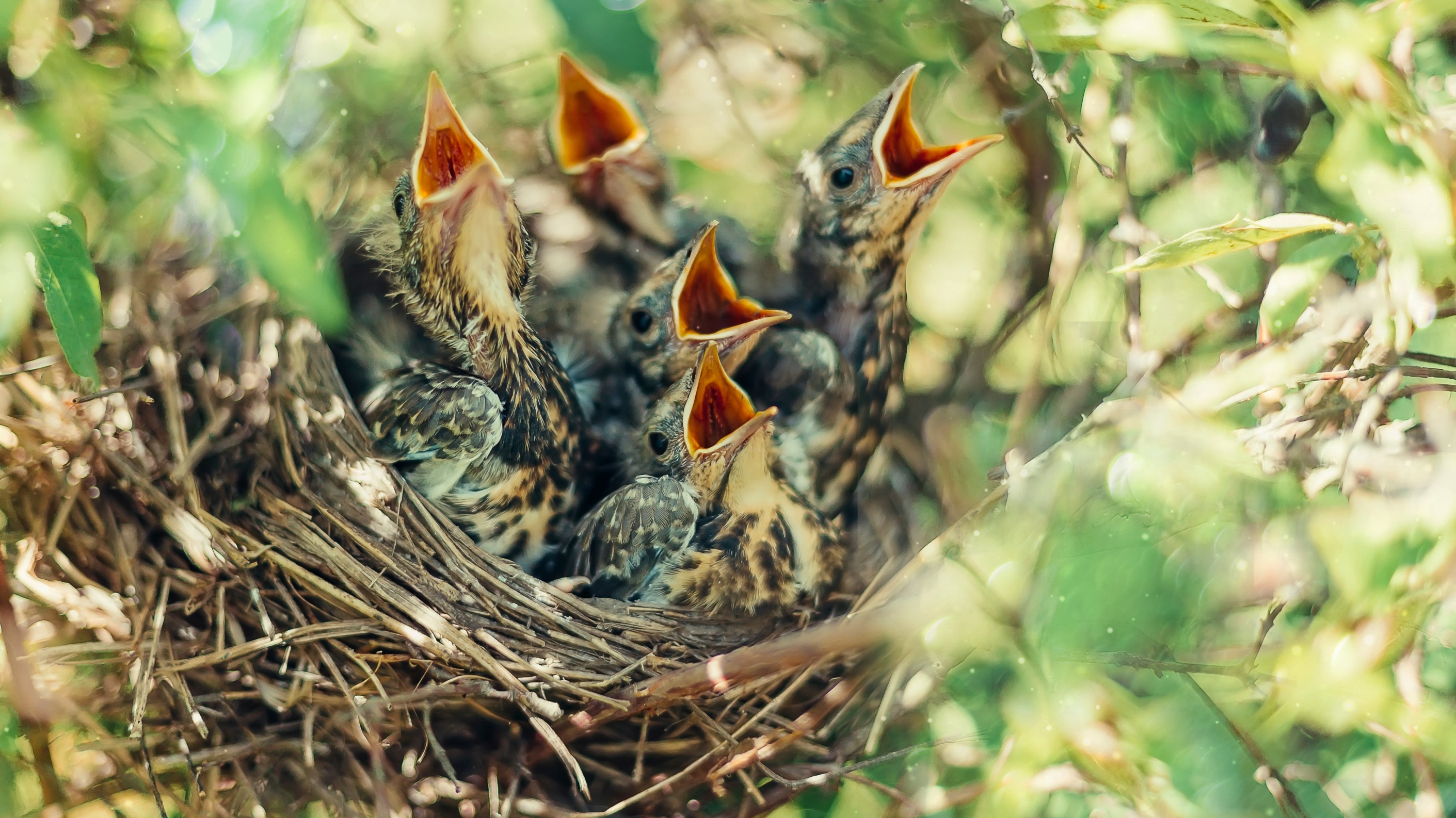Гнезда разных птиц. Птица в пространстве. Птицы гнездо образ любви. Разные птицы на дереве. Baby Birds Nest.