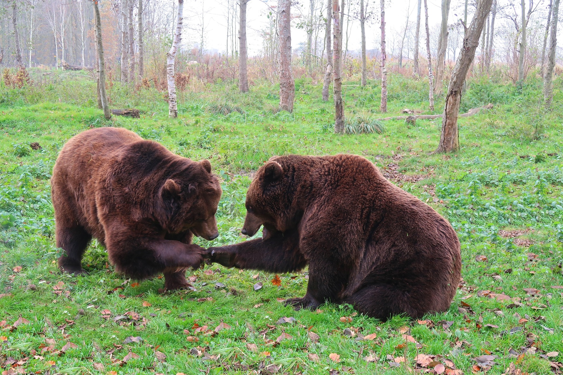Почему 2 медведя. Тянь-Шанский бурый медведь. Бурый медведь Мурманской области. Карпатский медведь. Бурый медведь Новосибирской области.