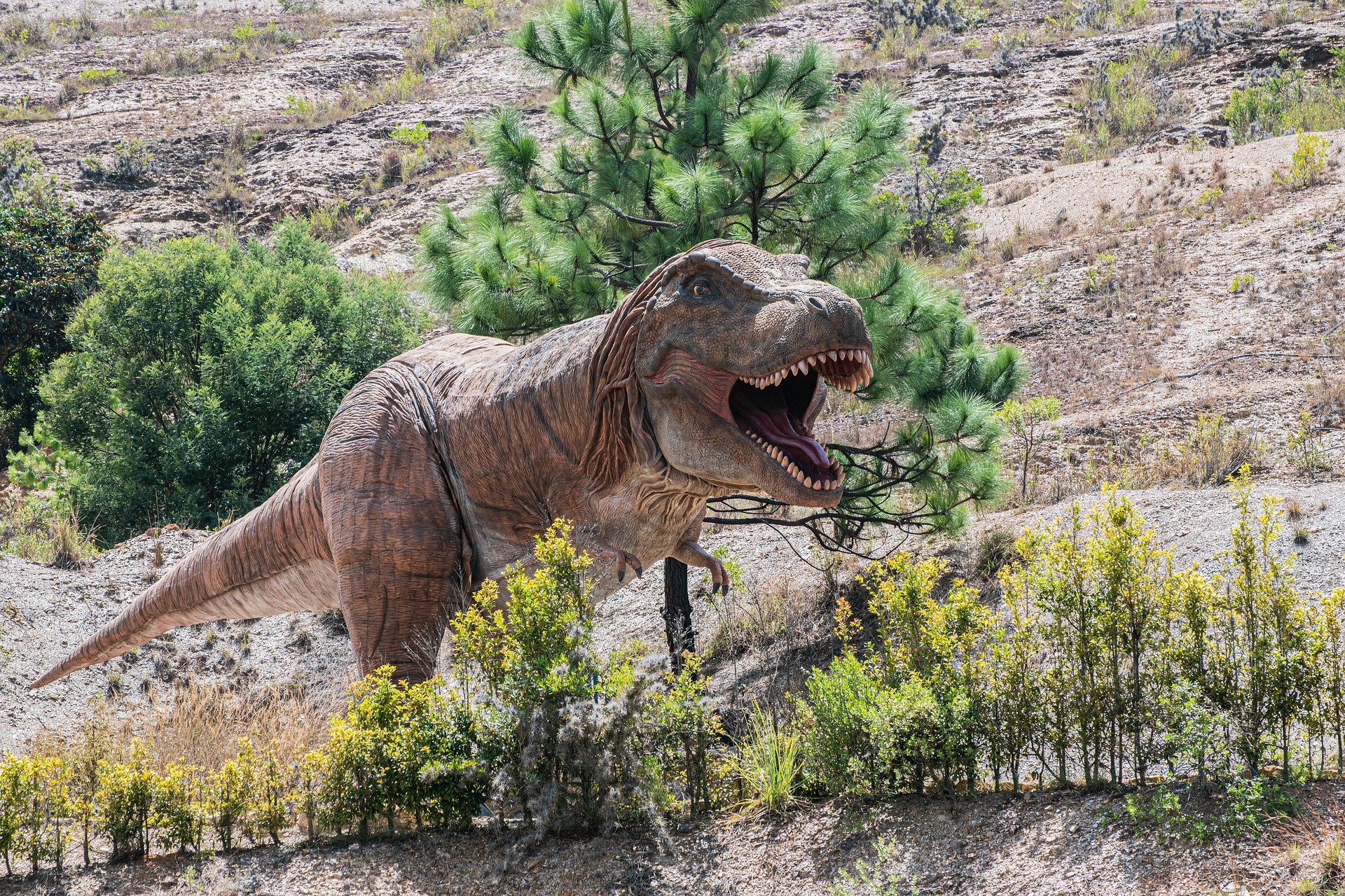Динозавры это животные. Доисторический парк Тираннозавр. Животные до динозавров. Животные после динозавров. Динозавры фото.