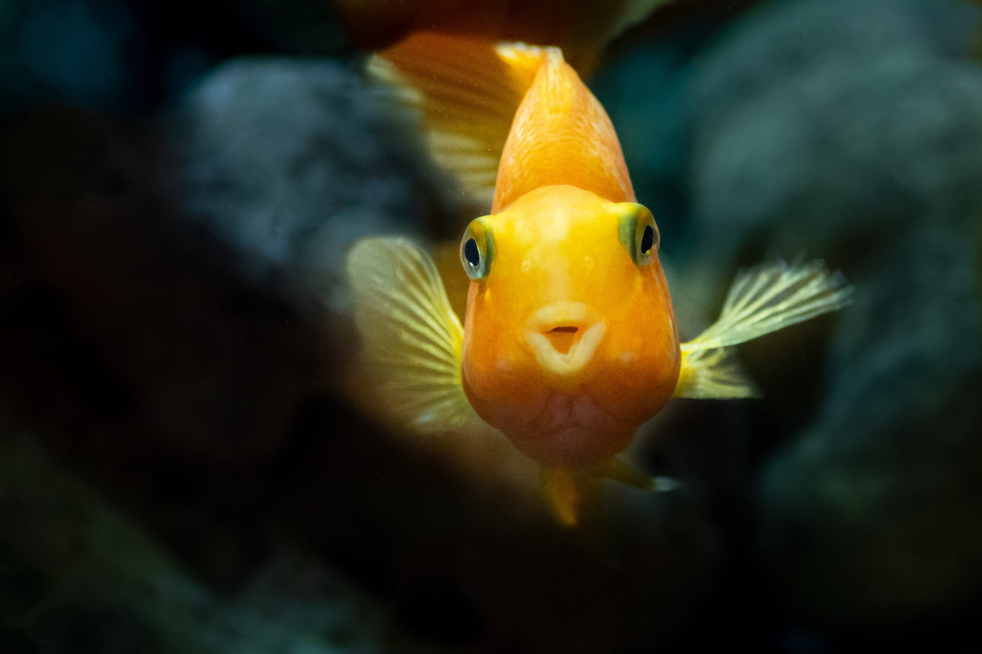 Izraeli tudósok aranyhalakat tanítottak akváriumot vezetni