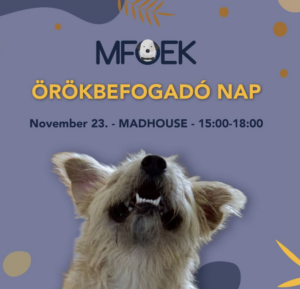 Őszi örökbefogadó nap