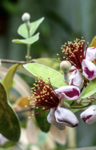 Tematikus szakvezetés a Fűvészkertben
