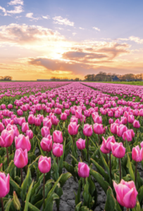 V. Tulipán Szedd Magad a TulipGarden Dunakanyarban